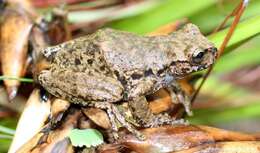 Image of Guatemala Spikethumb Frog