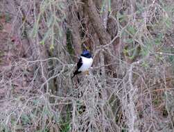 Image of Restless Flycatcher