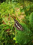 Image of Limenitis helmanni Lederer 1853