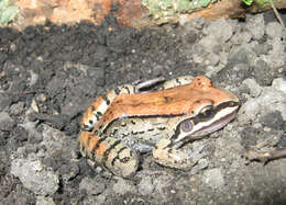 Image of Moustached frog