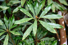Image of Rhododendron formosanum Hemsl.