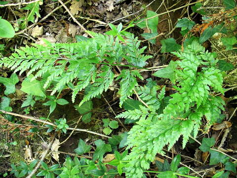 Imagem de Asplenium adiantum-nigrum L.