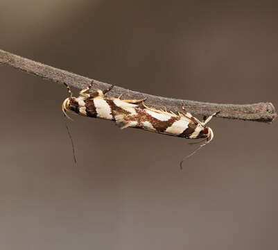 Image of Macrobathra desmotoma Meyrick 1886