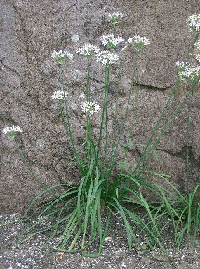 Image of Chinese chives