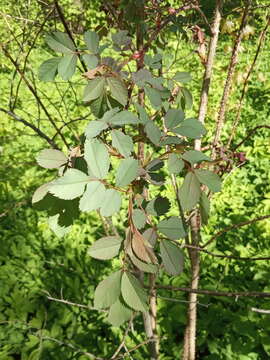 Plancia ëd Rosa glauca Pourret