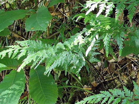 Imagem de Asplenium adiantum-nigrum L.