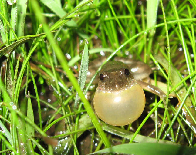 Image of Hensel’s Swamp Frog