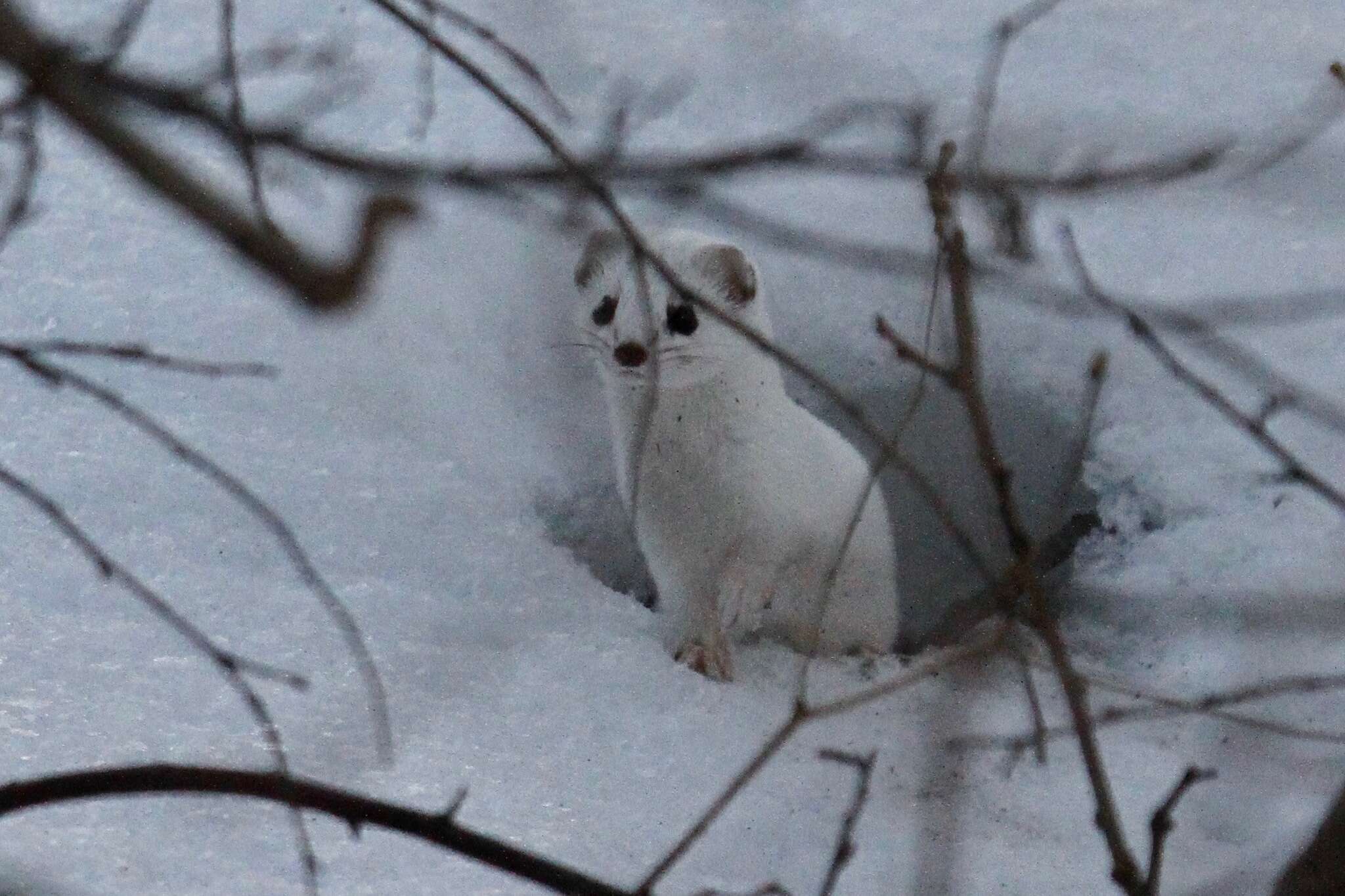 Image of least weasel