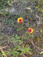 Слика од Isotropis cuneifolia (Sm.) B. D. Jacks.