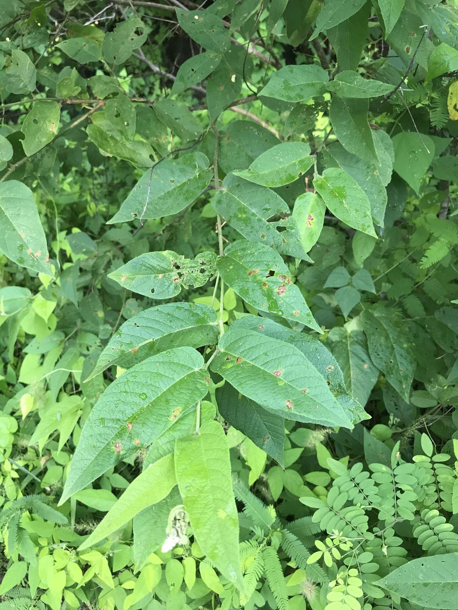 Слика од Croton alamosanus Rose