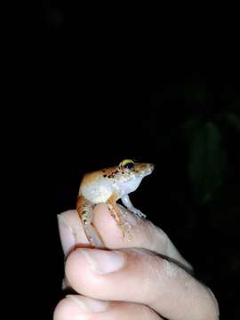 Image of Pristimantis charlottevillensis (Kaiser, Dwyer, Feichtinger & Schmid 1995)