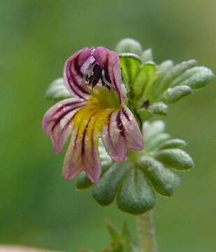 Imagem de Euphrasia hirtella Jordan ex Reuter