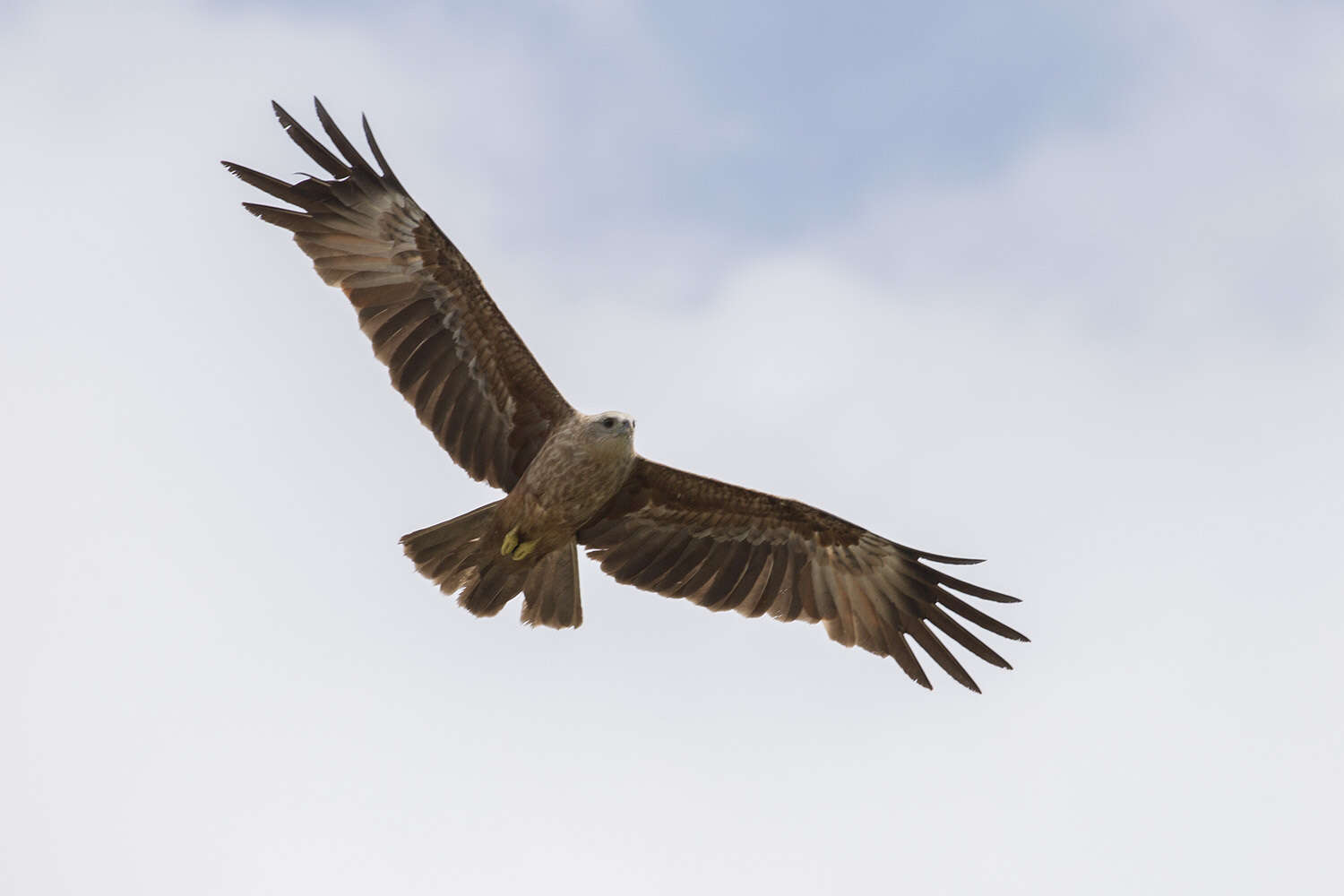 Image of Brahminy Kite