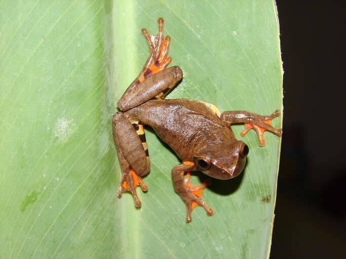 Image of Dendropsophus anceps (Lutz 1929)