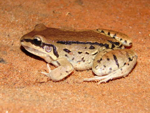 Image of Moustached frog