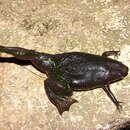Image of Carvalho's Surinam Toad