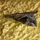 Image of Moth