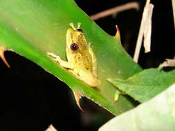 Imagem de Scinax crospedospilus (Lutz 1925)