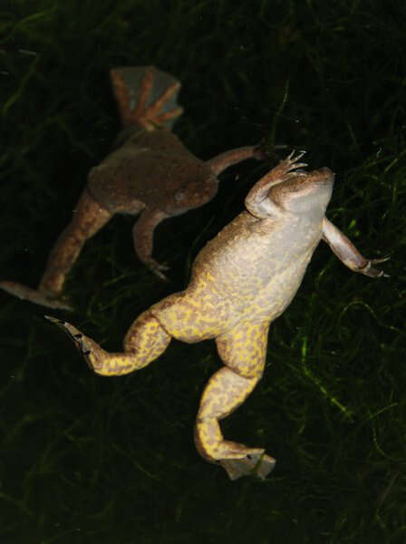 Image of Volcano Clawed Frog