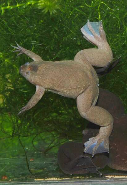 Image of Tropical Clawed Frog