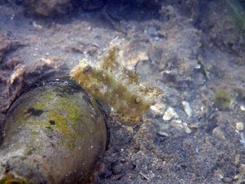 Image of Crested Sabretooth Blenny