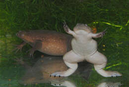 Image of Tropical Clawed Frog