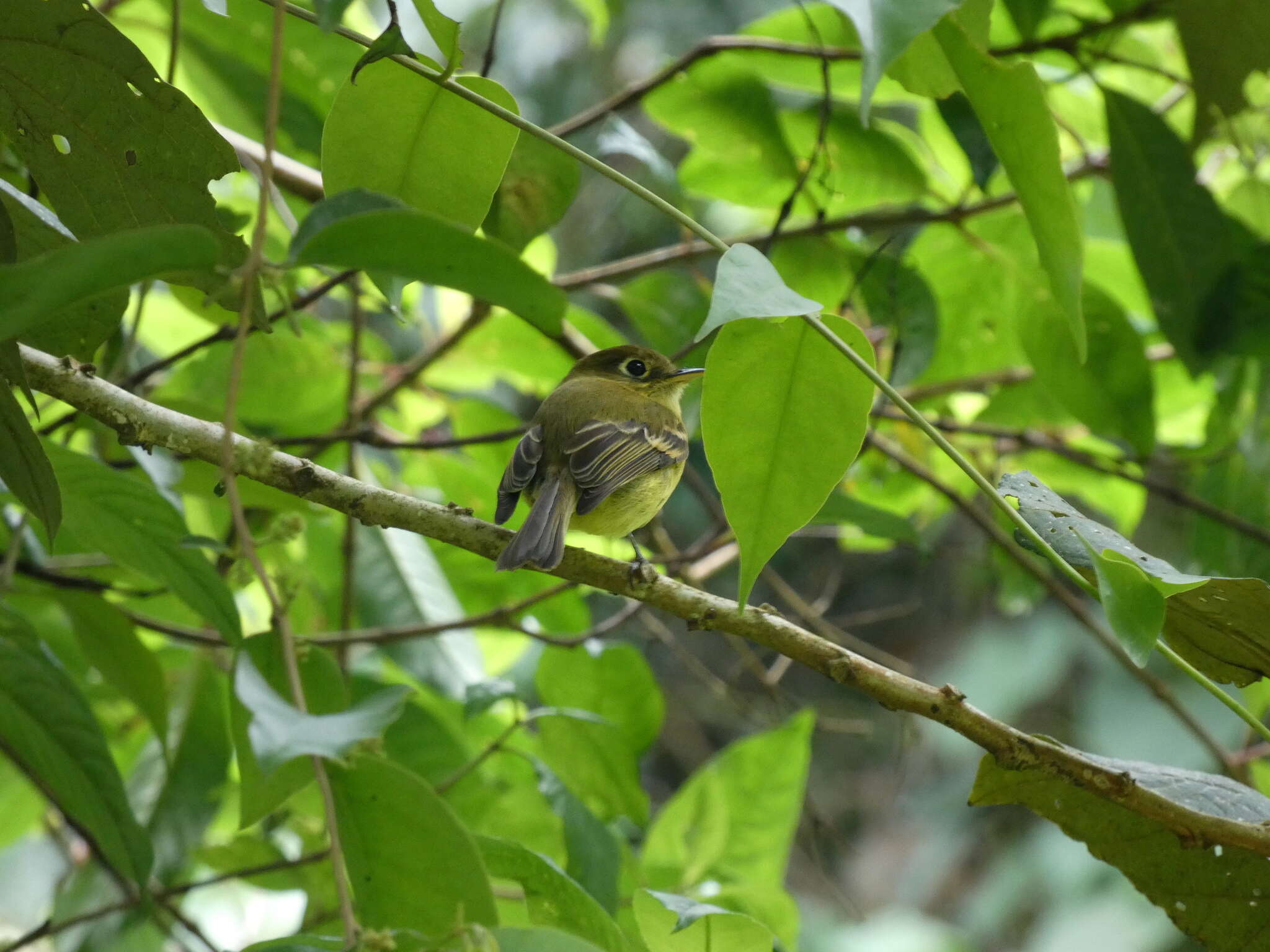 Image of Yellowish Flycatcher