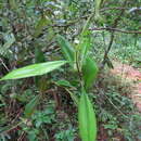 Imagem de Nepenthes distillatoria L.