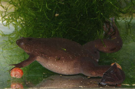 Image of Tropical Clawed Frog