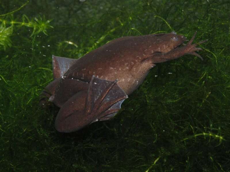 Image of Tropical Clawed Frog