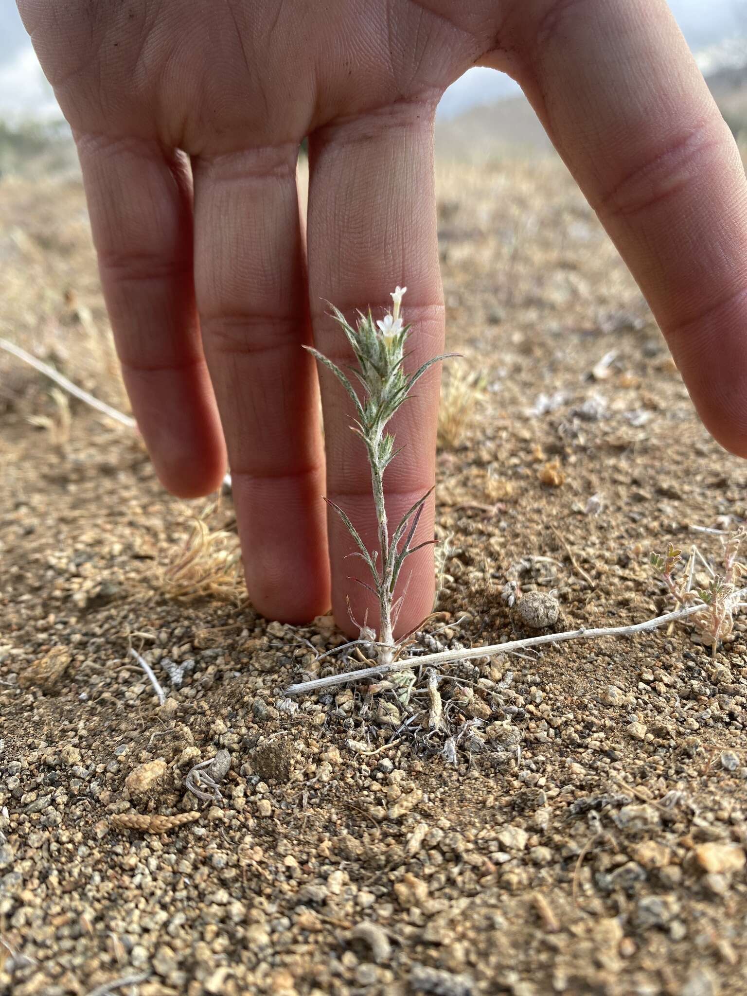 Imagem de Eriastrum brandegeae Mason