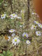 Image of field aster