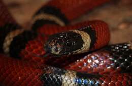 Image of Lampropeltis triangulum nelsoni