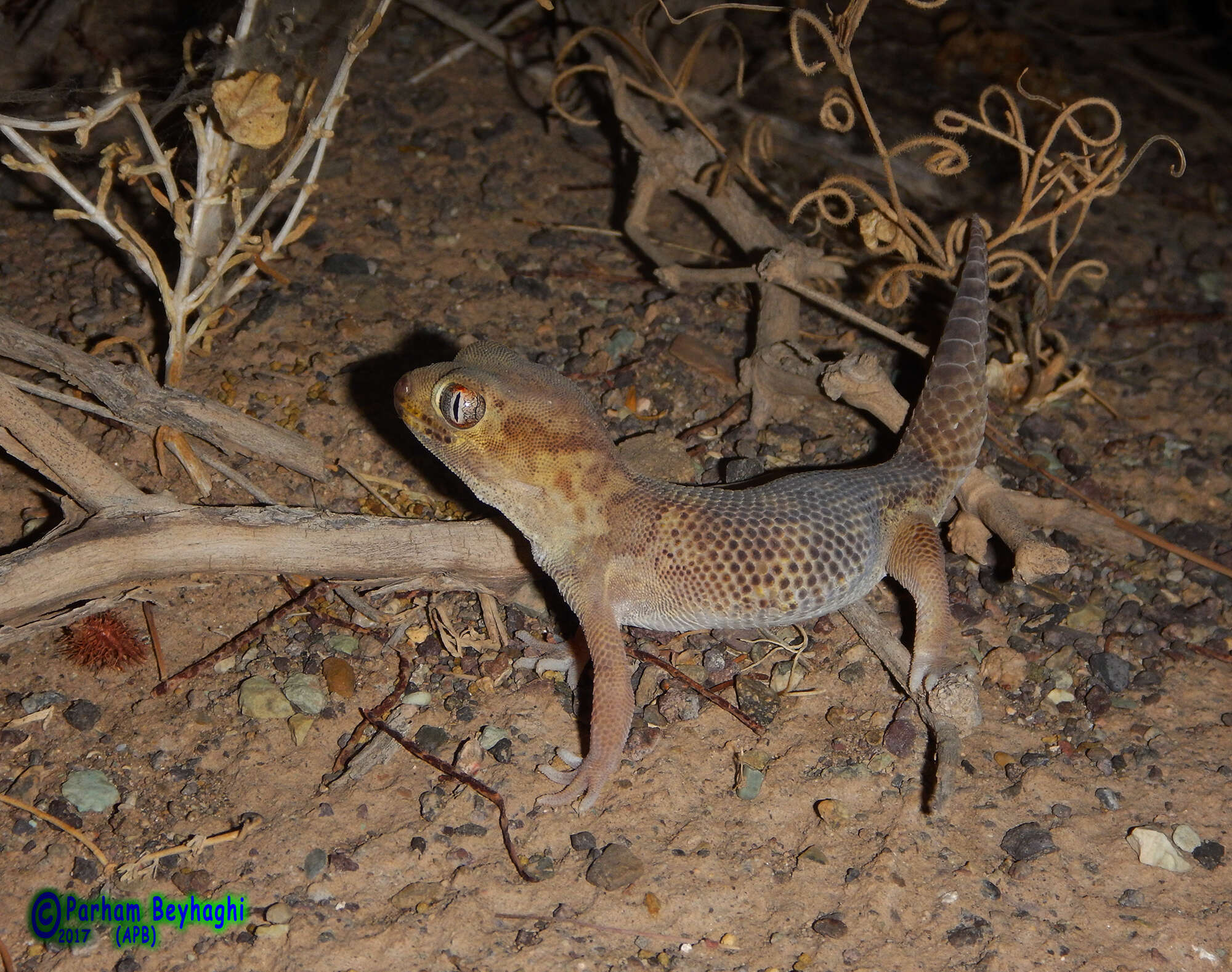 Image of Bedraiga's Wonder Gecko