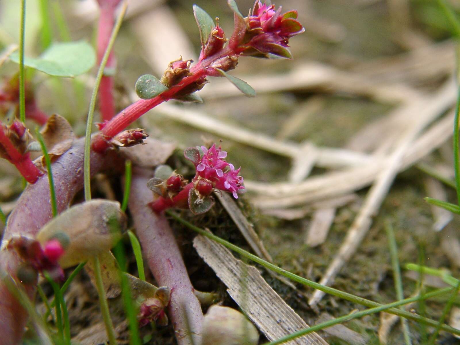 Image of Indian toothcup