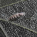 Image of Oak-ribbed Skeletonizer