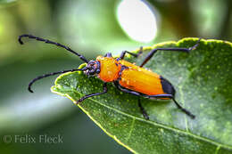 Image of Purpuricenus quadrinotatus (White 1846)