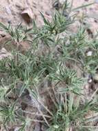 Image of false buffalograss