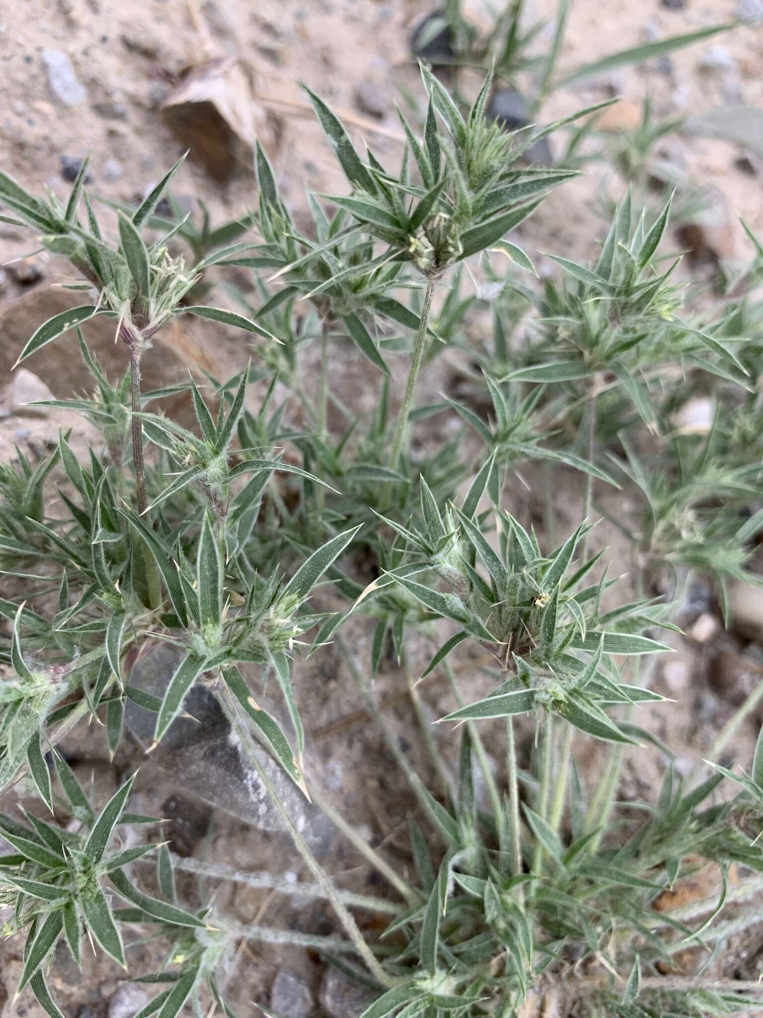 Image of false buffalograss