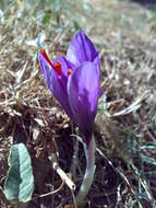 Image of autumn crocus