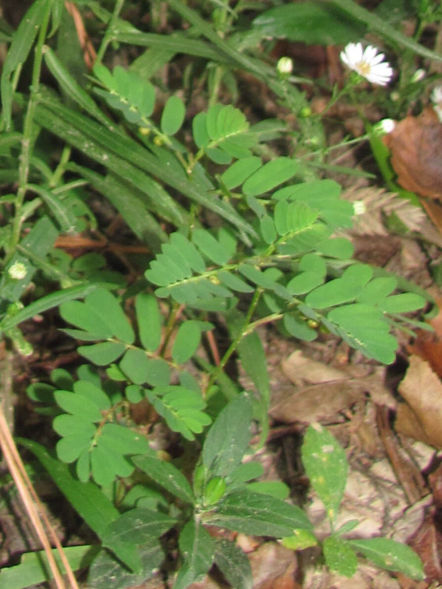 Imagem de Phyllanthus urinaria L.