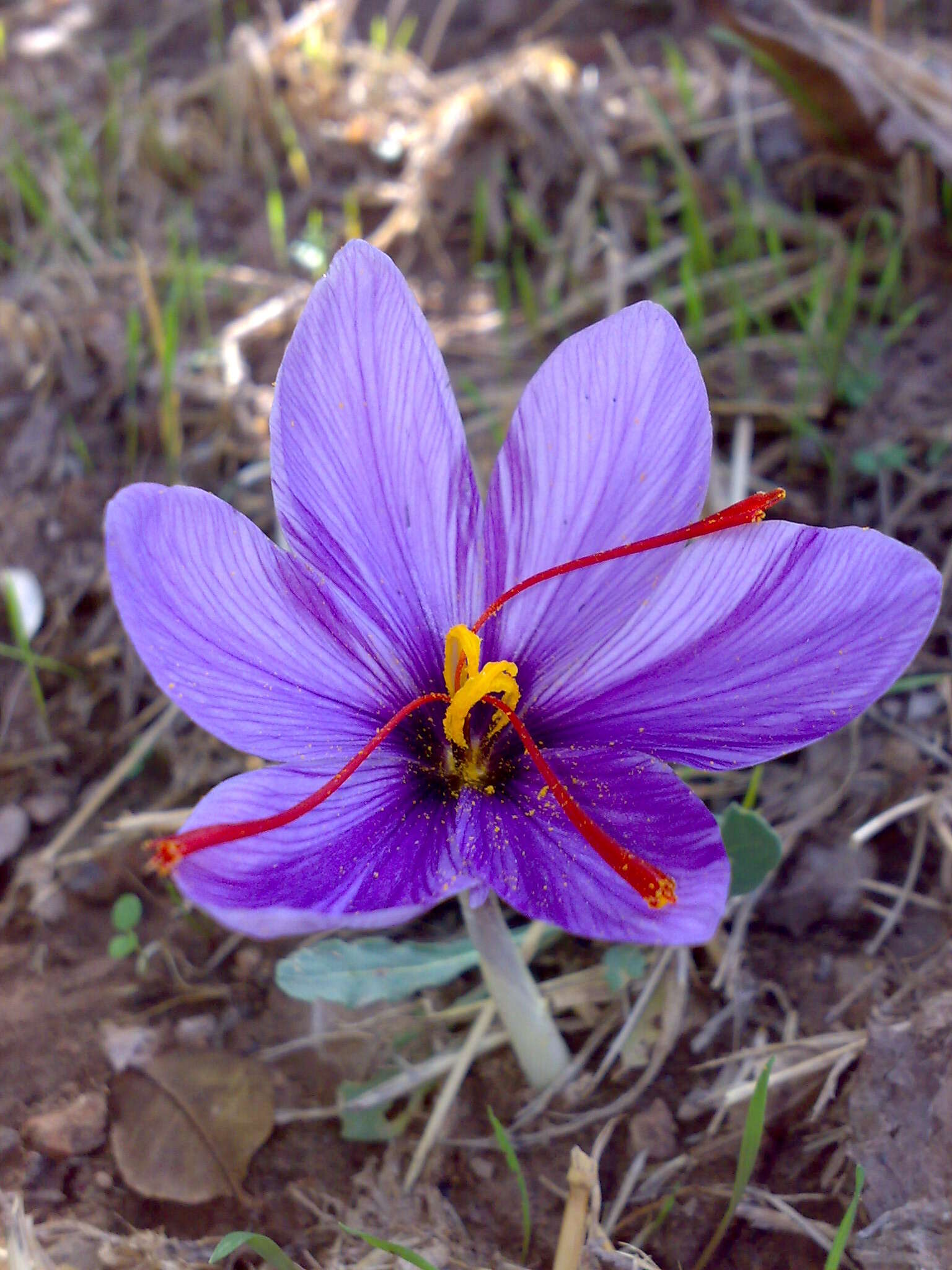 Image of autumn crocus