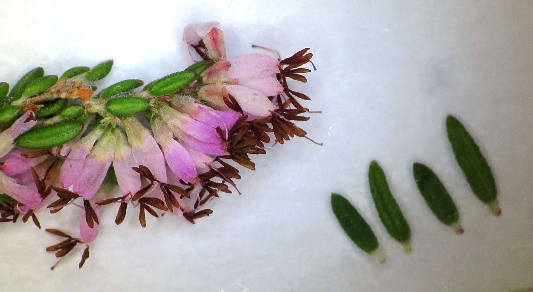 Image of Erica ecklonii E. G. H. Oliver