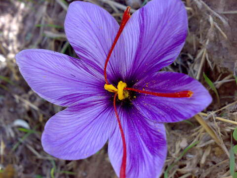 Image of autumn crocus