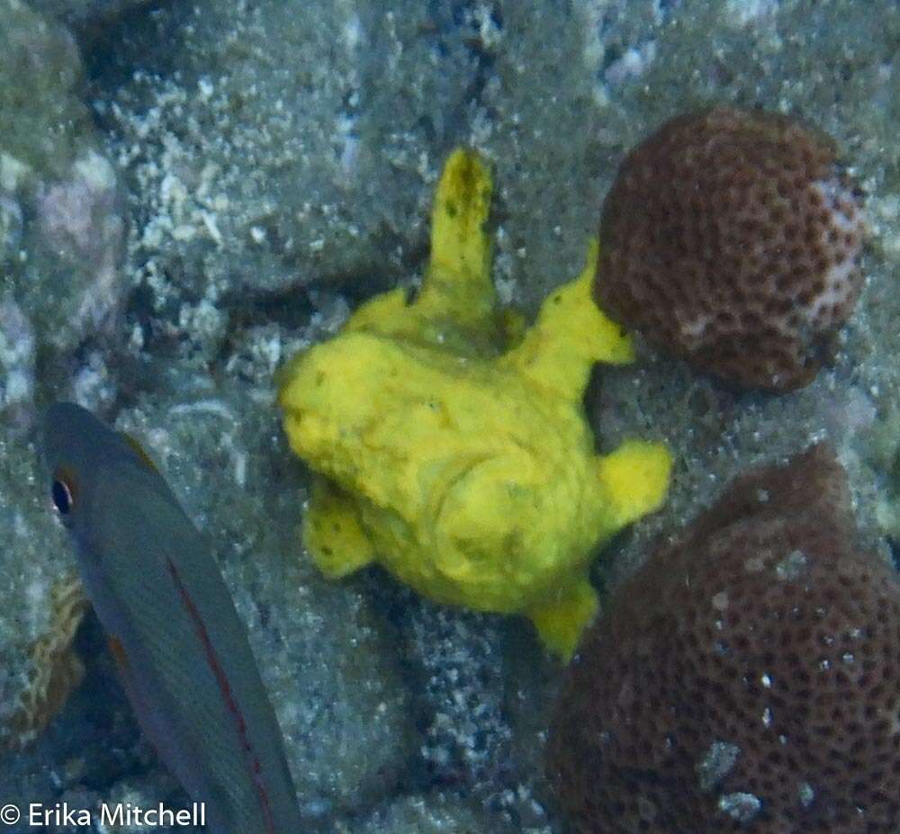 Image of Flagpole Frogfish