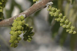 Sivun Juglans microcarpa Berl. kuva