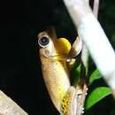 Image of Laughing Tree Frog