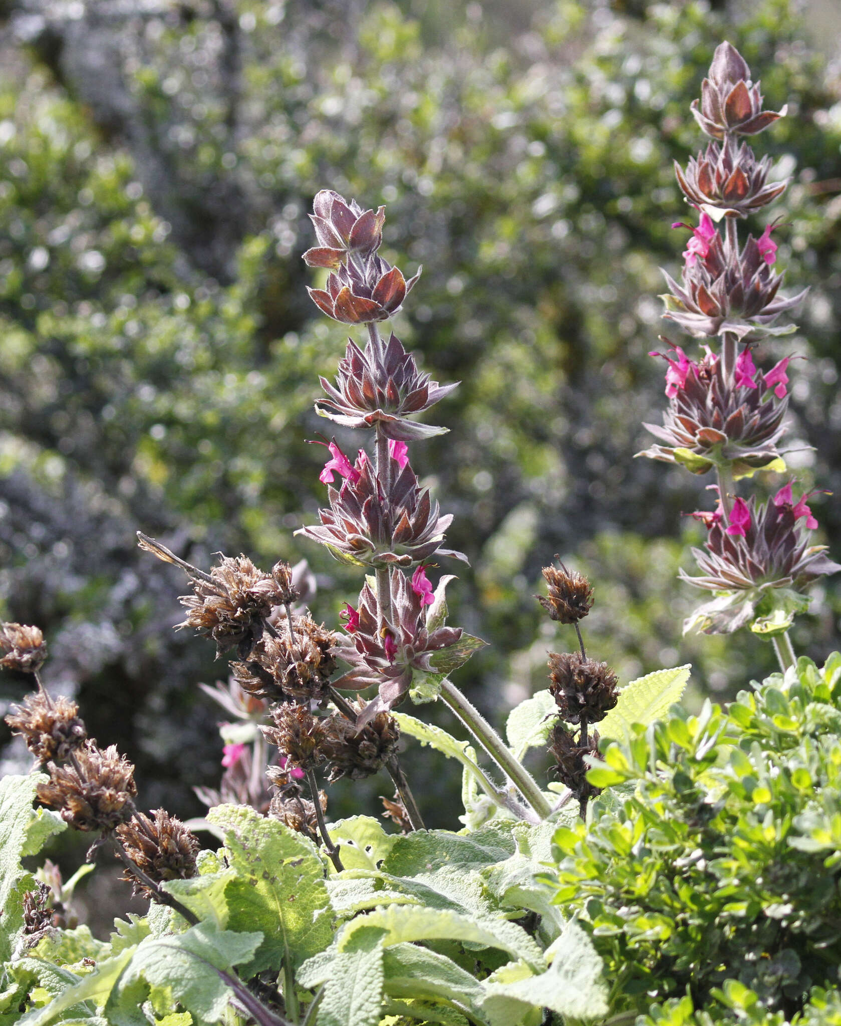 Imagem de Salvia spathacea Greene