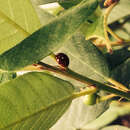 Image of Spotless Lady Beetle