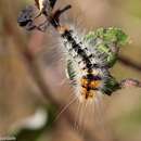 Image of Impressed Dagger Moth